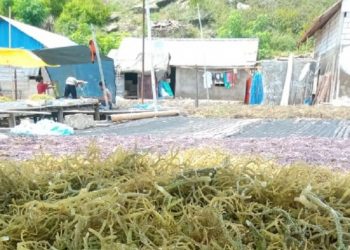 Para Petani Rumput Laut di Kepulauan Tanimbar hingga MBD Butuh Bantuan Modal Usaha