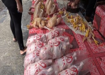Harga Ayam