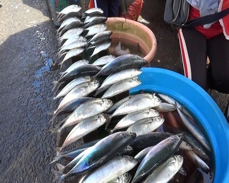 Harga Ikan Segar Melonjak Di Pasar Mardika Ambon Dan Batu Merah 1 Harga Ikan