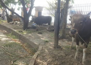 Jelang Hari Raya Idul Adha 1442 H, Gubernur Papua Sumbang 25 Ekor Hewan Kurban