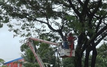 Antisipasi Pohon Tumbang, Damkar Ambon Pangkas Pohon