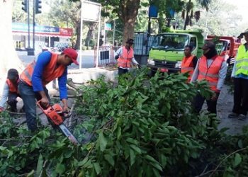 Antisipasi Pohon Tumbang, Empat Dinas Dikerahkan Lakukan Pembersihan Ranting