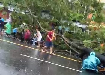 Pohon Tumbang di Jalan Jenderal Sudirman Kota Ambon Timpa Tiga Pengendara