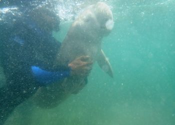 Penemuan Ikan Duyung Di Pantai Ngursit, Hebohkan Warga Desa Tetoat