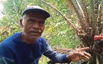 Salak Merah Primadona Unggulan Desa Riring Taniwel
