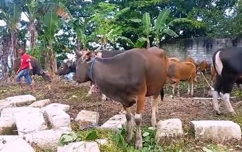 Pemkot Ambon Siapkan 60 Hewan Kurban Bagi Warga