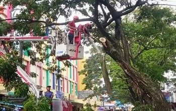 Antisipasi Pohon Tumbang, Damkar Kota Ambon Lakukan Pemangkasan
