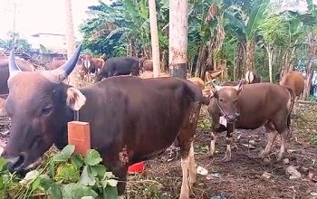 Cegah PMK Saat Idul Adha, Pemkot  Ambon Perketat Pengawasan Hewan Kurban