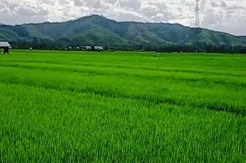 Pemda Buru Siapkan 2.000 Hektar Sawah Untuk Panen Raya