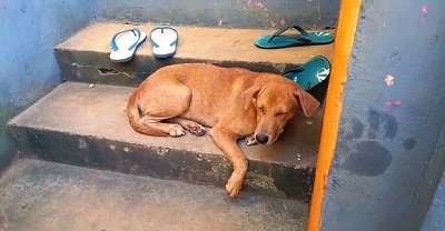 Bocah Berusia 3 Tahun Digit Anjing Peliharaan Tetangga 1 Bocah Berusia 3 Tahun Digit Anjing Peliharaan Tetangga