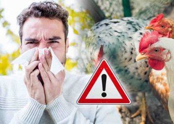 Wabah Flu Burung Meningkat, Inggris Berlakukan Pembatasan