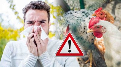 Wabah Flu Burung Meningkat, Inggris Berlakukan Pembatasan 1 Wabah Flu Burung Meningkat, Inggris Berlakukan Pembatasan