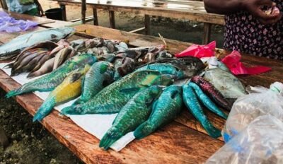 Pemkab Biak Numfor Berikan Bantuan Modal Usaha Kepada 10 Pedagang Ikan 1 Pemkab Biak Numfor Berikan Bantuan Modal Usaha Kepada 10 Pedagang Ikan