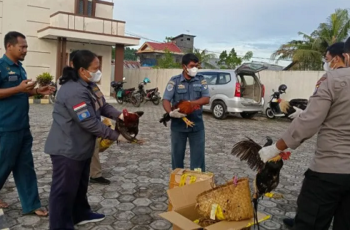 Empat Ayam Bangkok Selundupan di Ternate Dimusnahkan