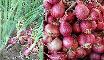 Kendalikan Inflasi, Pemkab Biak Numfor Kembangkan Penanaman Bawang Merah