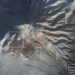 Gunung Berapi Shiveluch di Rusia Meletus