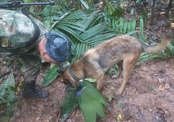 Empat Anak Kolombia Ditemukan Selamat di Hutan Beberapa Minggu Setelah Kecelakaan Pesawat
