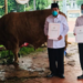 Sambut Iduladha 1444 H Presiden Jokowi Salurkan Sapi Kurban Tiap Provinsi e1687524896746