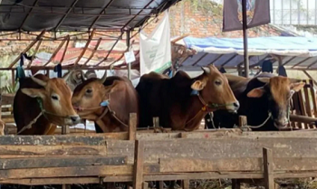 Sapi di tempat penampungan hewan
