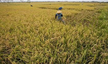 Produksi Beras Nasional 29082024 DA 1