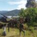 pesawat mengangkut beras bantuan dari pemkab intan jaya tergelincir di kampung pogapa distrik homeyo kabupaten intan jaya papu 169