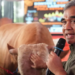 Ketua MPR RI Ahmad Muzani dalam acara Kontes dan Expo Sapi