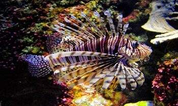 A detail of an  scorpion fish in an aquarium
