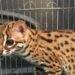 Polisi buru pelaku penjualan kucing kuwuk 8 kucing kuwuk