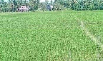 Pembangunan Irigasi Dorong Produktivitas Pertanian di Kabupaten Buru