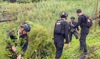 Pemilik Ladang Ganja di Gayo Lues Juga Tanam Ganja di Rumah, Ini Tujuannya