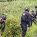 Pemilik Ladang Ganja di Gayo Lues Juga Tanam Ganja di Rumah, Ini Tujuannya
