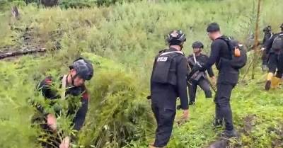 Pemilik Ladang Ganja di Gayo Lues Juga Tanam Ganja di Rumah, Ini Tujuannya 1 Pemilik Ladang Ganja di Gayo Lues Juga Tanam Ganja di Rumah, Ini Tujuannya