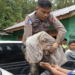 Korban Bencana Sumut Jadi 318 Orang