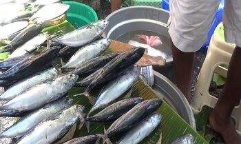 Harga Ikan, Ayam, dan Cabai di Pasar Mardika Ambon Berfluktuasi