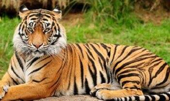 Warga Nagan Raya Diduga Tewas Dimangsa Harimau