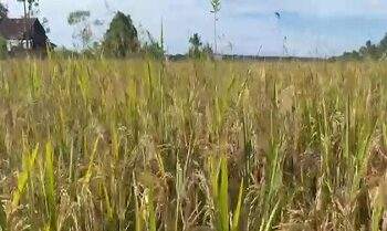 Petani Sempat Resah, Bulog Mulai Serap Hasil Panen Padi di Seram Utara
