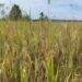 Petani Sempat Resah, Bulog Mulai Serap Hasil Panen Padi di Seram Utara 8 Petani Sempat Resah, Bulog Mulai Serap Hasil Panen Padi di Seram Utara