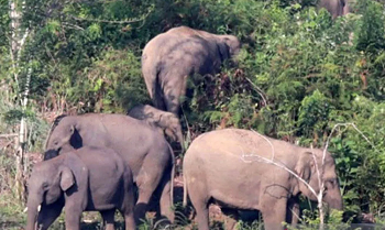 Petani Tewas Diserang Gajah di Bener Meriah