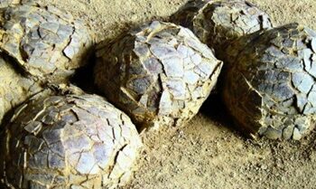 Terkubur 70 Juta Tahun, Ratusan Telur Dinosaurus Berbagai Spesies Ditemukan