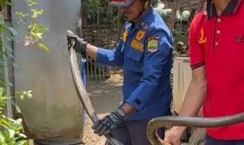 Ngeri! Warga Ciamis Kaget Ada King Cobra 3 Meter Ngumpet di Kamar Mand