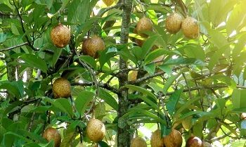 Aktivis Ingatkan Soal Legalitas Lahan dan Etika Lingkungan