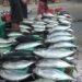 Harga Ikan di Pasar Arumbai Ambon Mengalami Kenaikan 8 Harga Ikan di Pasar Arumbai Ambon Mengalami Kenaikan