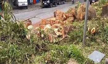 Tumpukan Sampah Pohon Ganggu Akses Warga di Nusaniwe